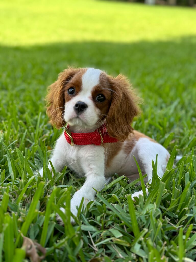 Adorable Cavalier King Charles Spaniel puppy in a grassy field, Miami, Florida.